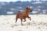 PINSCHER NAIN 006